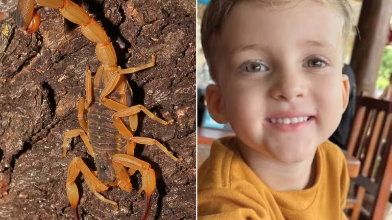 CONCHAL – MORTE DE CRIANÇA APÓS PICADA DE ESCORPIÃO EXPÕE FALHAS NO ATENDIMENTO E COBRA AÇÃO DO PODER PÚBLICO