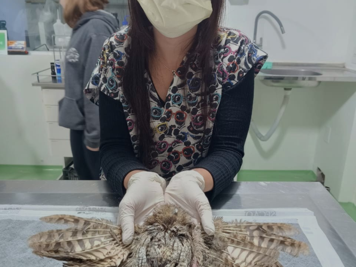 Corujinha-do-mato recebe penas novas e está em reabilitação para aprender a voar  