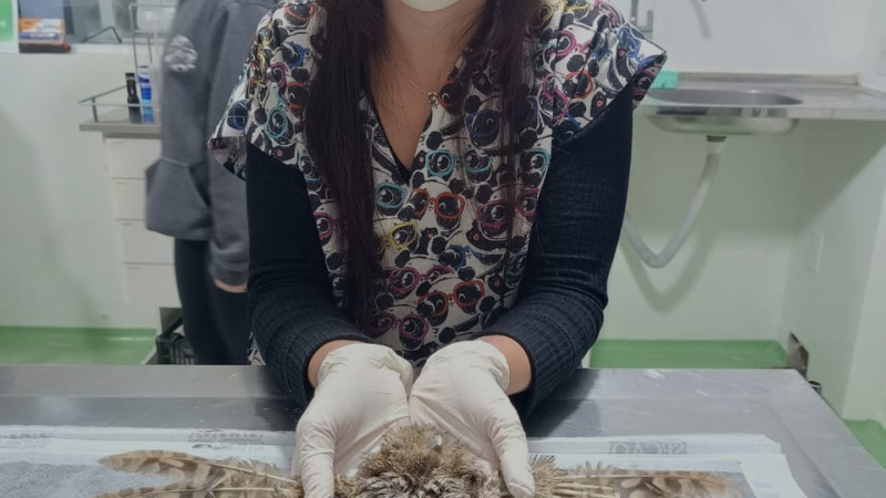 Corujinha-do-mato recebe penas novas e está em reabilitação para aprender a voar  