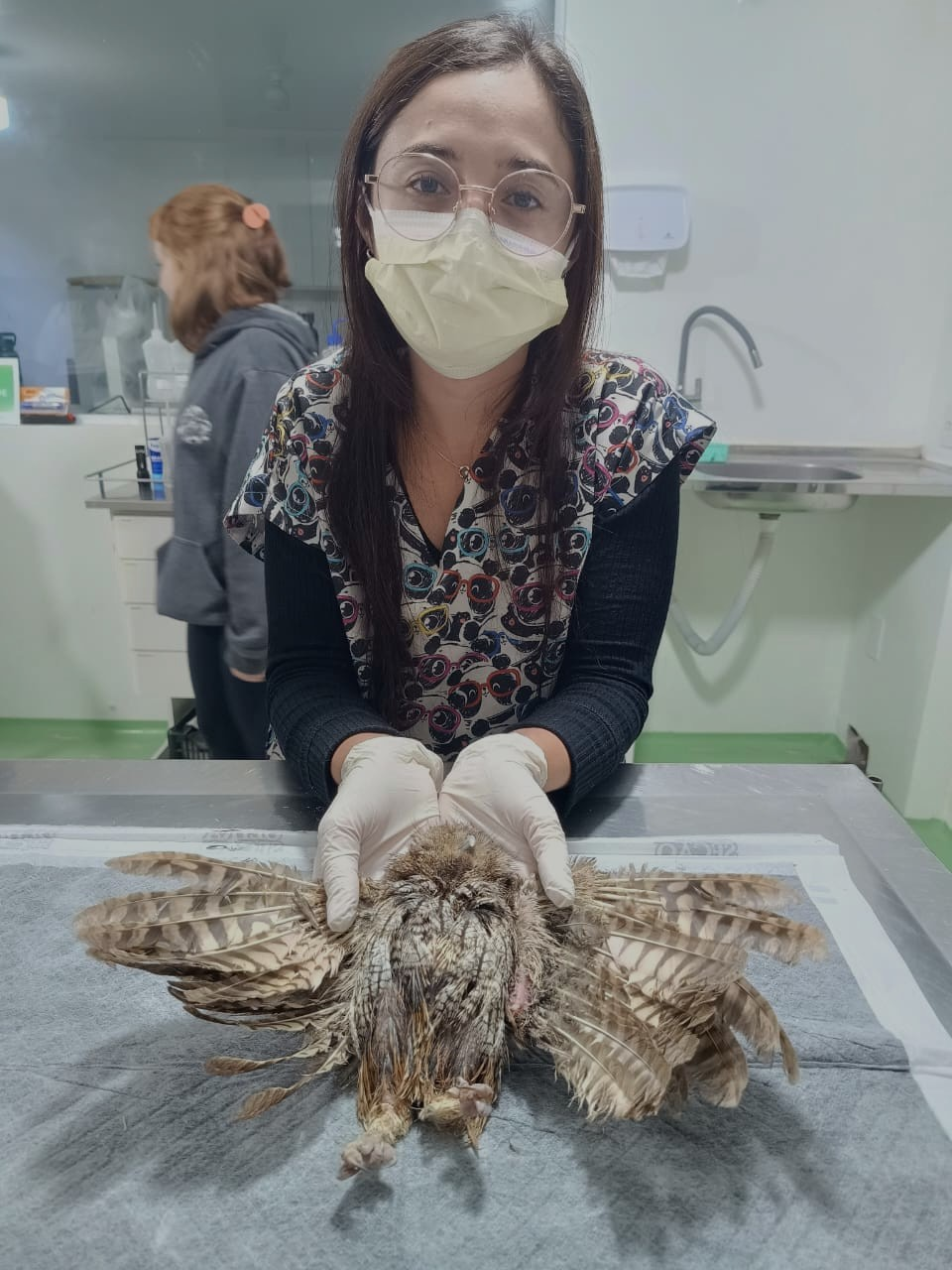 Corujinha-do-mato recebe penas novas e está em reabilitação para aprender a voar  