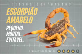 ATENÇÃO – NEM TODA PICADA DE ESCORPIÃO EXIGE SORO, ALERTAM ESPECIALISTAS