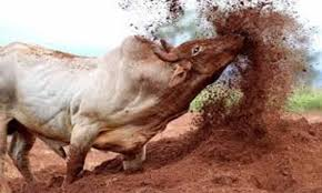 TRAGÉDIA NO PASTO: BOI ASSASSINO FAZ MAIS UMA VÍTIMA NO INTERIOR!