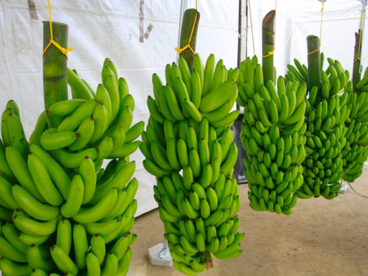 Com banana do Vale do Ribeira, agro de São Paulo soma dez Indicações Geográficas reconhecidas pelo INPI