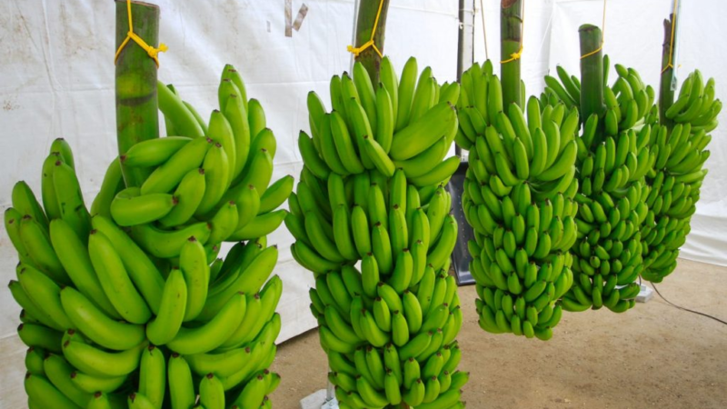 Com banana do Vale do Ribeira, agro de São Paulo soma dez Indicações Geográficas reconhecidas pelo INPI