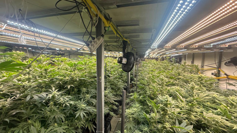 Polícia Civil descobre plantação de maconha dentro de edifício na Grande São Paulo