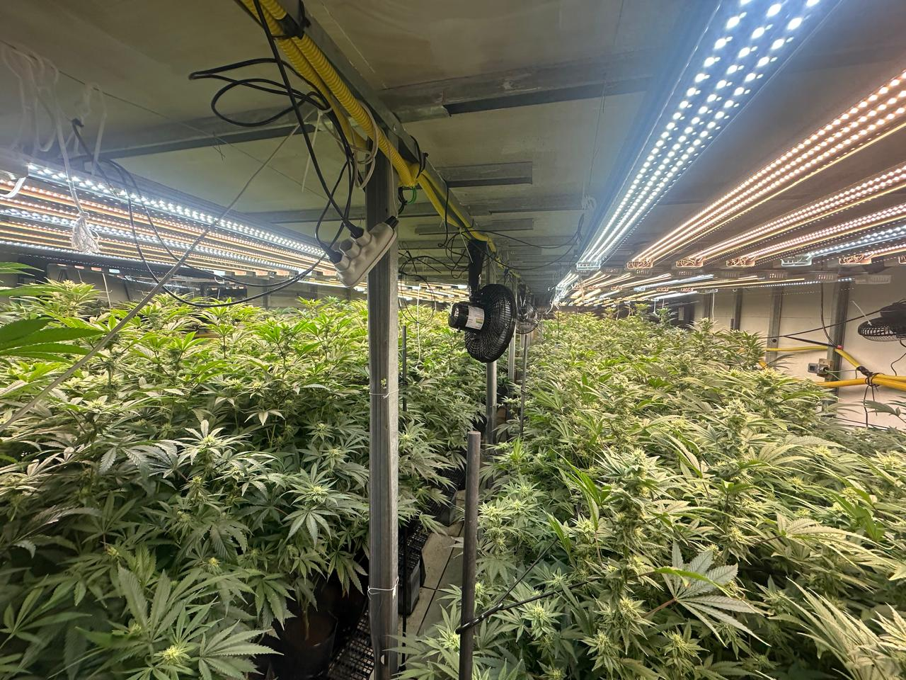 Polícia Civil descobre plantação de maconha dentro de edifício na Grande São Paulo
