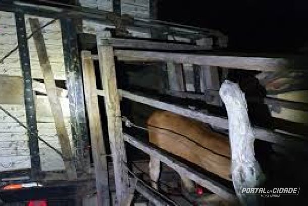 Criminosos furtam cinco novilhas em sítio na zona rural de Mogi Mirim