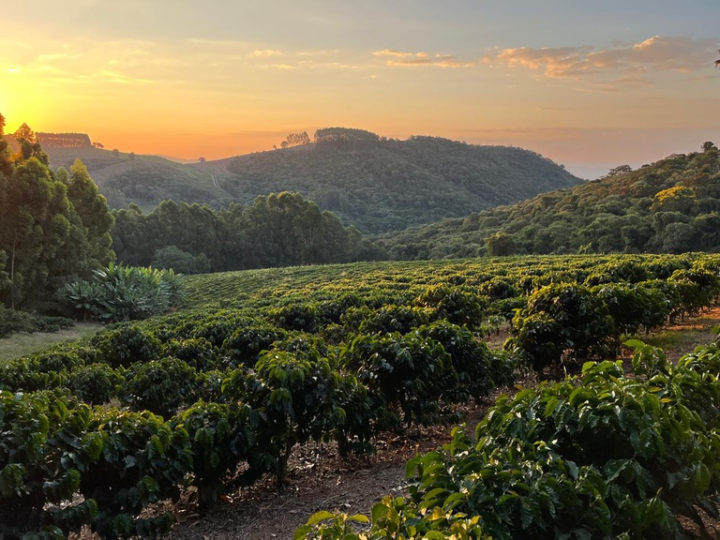Com café do Circuito das Águas, agro de São Paulo soma 11 Indicações Geográficas reconhecidas pelo INPI