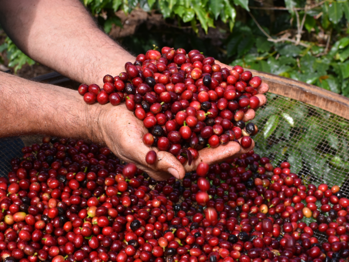 SERRA NEGRA – Cafés da região recebem Indicação Geográfica .