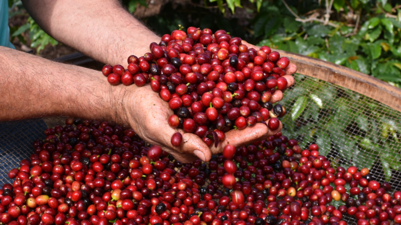 SERRA NEGRA – Cafés da região recebem Indicação Geográfica .