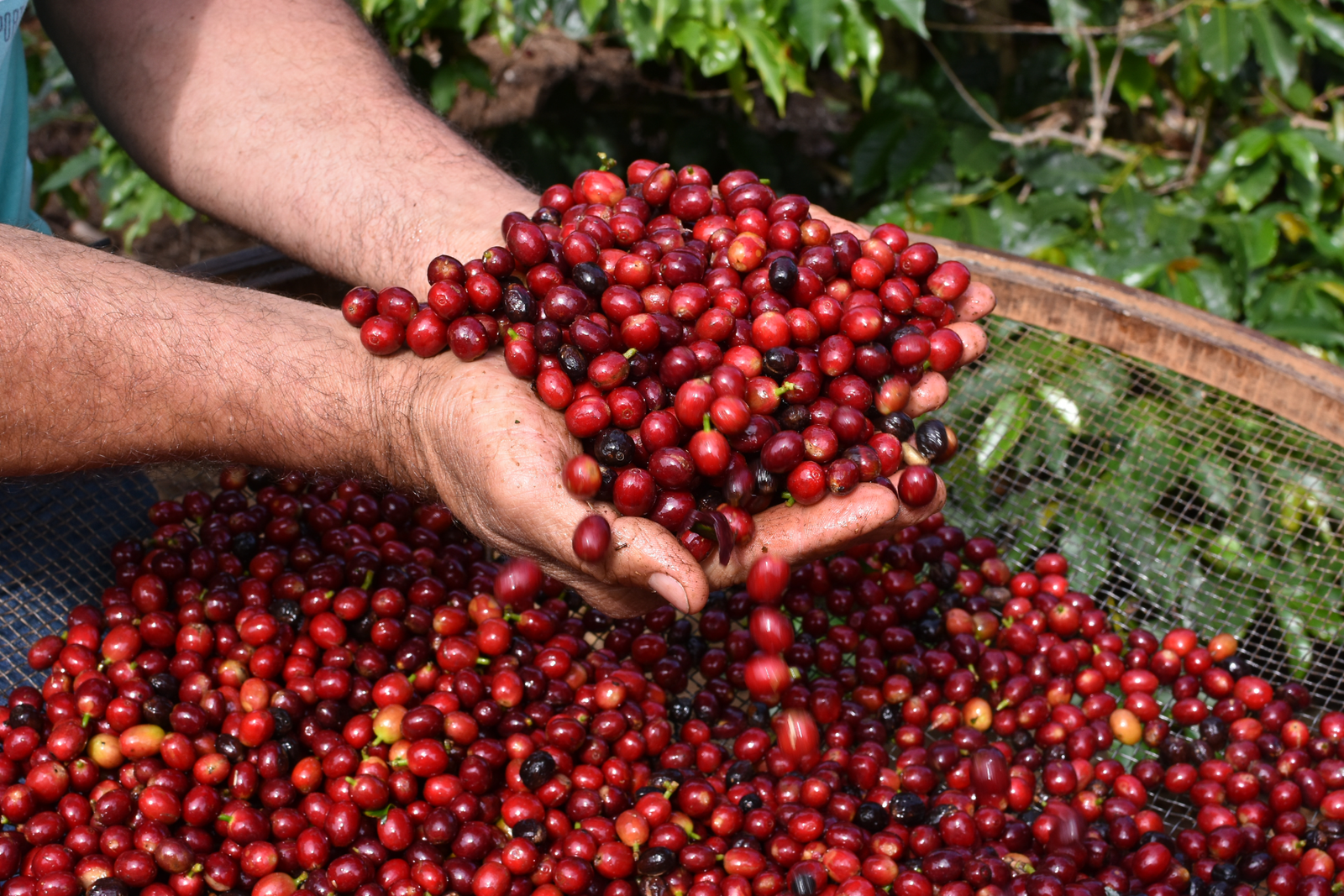 SERRA NEGRA – Cafés da região recebem Indicação Geográfica .
