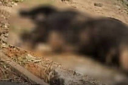 CRIME TERRÍVEL EM PASSOS, MINAS GERAIS: HOMEM É PRESO SUSPEITO DE INCENDIAR CADELA APÓS FIM DE RELACIONAMENTO