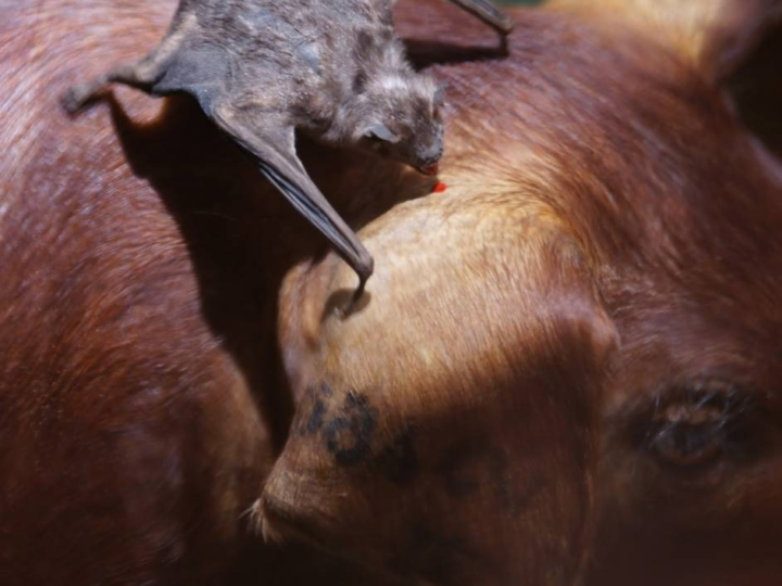 RAIVA ANIMAL: VACINAÇÃO E PREVENÇÃO PROTEGEM OS ANIMAIS E A POPULAÇÃO