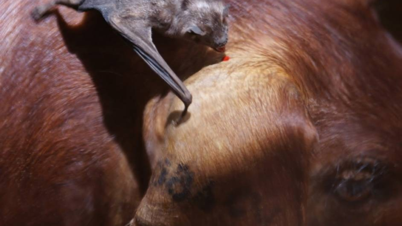 RAIVA ANIMAL: VACINAÇÃO E PREVENÇÃO PROTEGEM OS ANIMAIS E A POPULAÇÃO