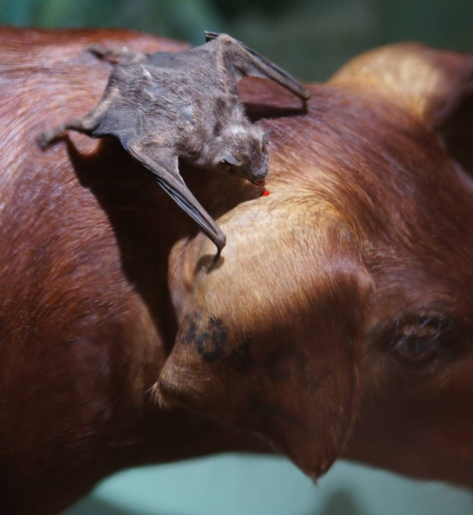 RAIVA ANIMAL: VACINAÇÃO E PREVENÇÃO PROTEGEM OS ANIMAIS E A POPULAÇÃO