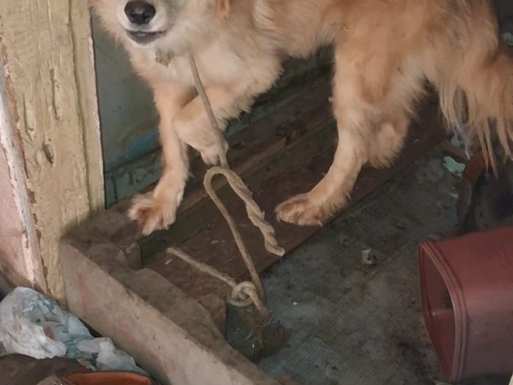 POLÍCIA CIVIL PRENDE DOIS SUSPEITOS POR MAUS-TRATOS A ANIMAIS EM CAMPINAS