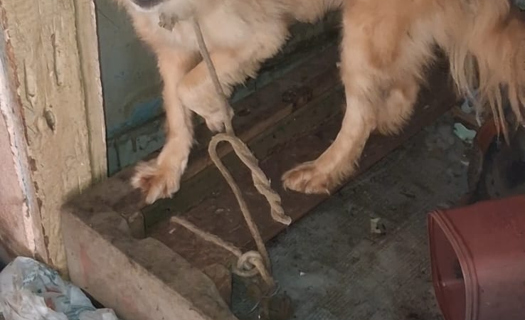 POLÍCIA CIVIL PRENDE DOIS SUSPEITOS POR MAUS-TRATOS A ANIMAIS EM CAMPINAS