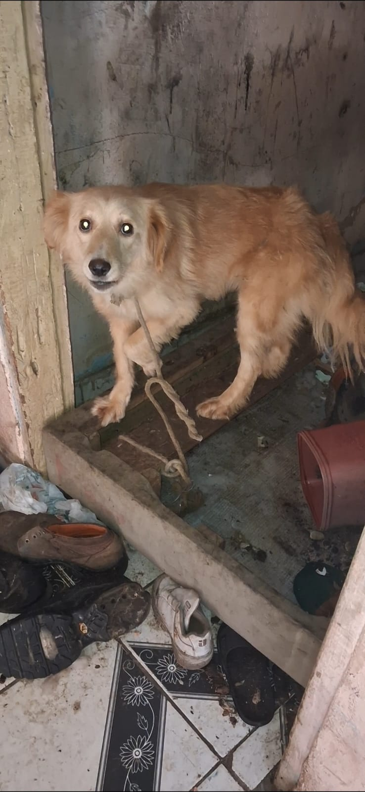 POLÍCIA CIVIL PRENDE DOIS SUSPEITOS POR MAUS-TRATOS A ANIMAIS EM CAMPINAS