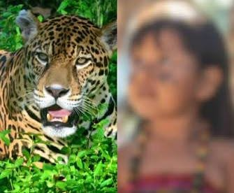 MENINA INDÍGENA DE 8 ANOS LUTA PELA VIDA APÓS ATAQUE DE ONÇA NO PARÁ